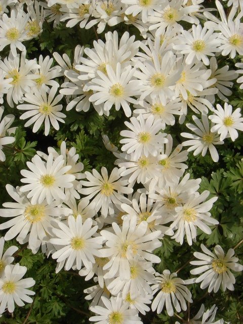 Anemone blanda 'White Splendour'
